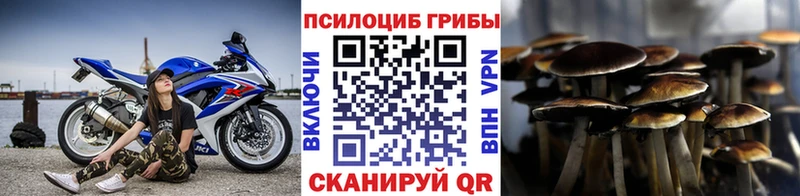 Псилоцибиновые грибы Cubensis  где купить наркотик  Куровское 